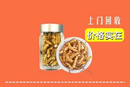 锡林郭勒正蓝旗回收散虫草