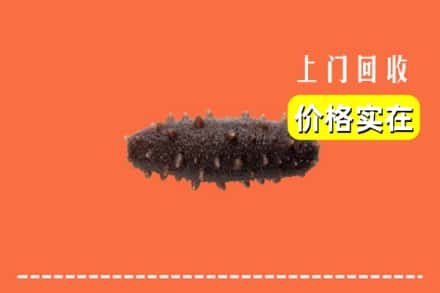 锡林郭勒正蓝旗回收海参